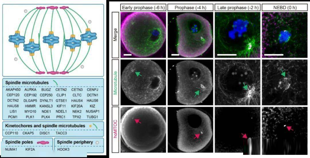 The mechanism of acentrosomal spindle assembly in human oocytes